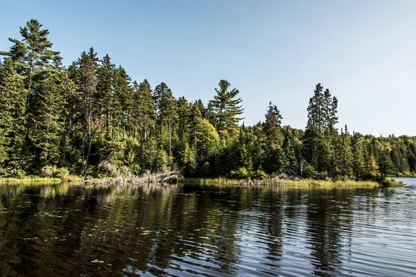 Vista Sulla Foresta Vicino Lago Nel Parco Nazionale Mauricie Quebec — Foto Stock