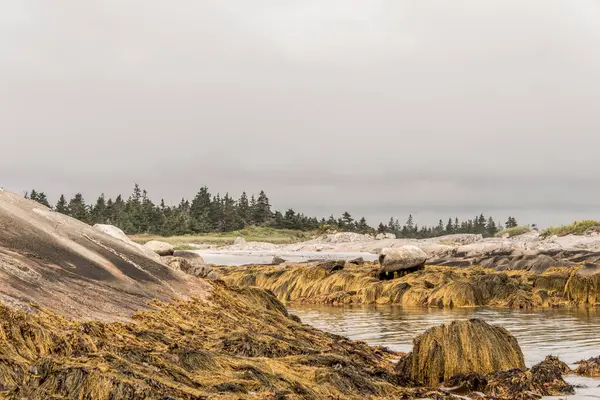 Sabahları Kejimkujik Ulusal Parkı Nın Sahil Şeridini Keşfediyorum Nova Scotia — Stok fotoğraf
