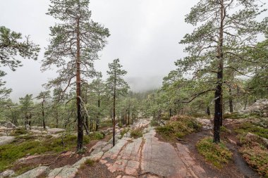 İsveç 'in kuzeyindeki Skuleskogen Ulusal Parkı' ndaki ağaçlar arasında ormanda yürüyüş yolu. Hoga Kusten.