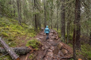 İsveç 'in kuzeyindeki Skuleskogen Ulusal Parkı' ndaki ağaçlar arasında ormanda yürüyüş yolu. Hoga Kusten.