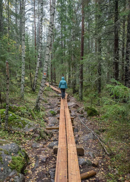 Jalan Setapak Kayu Hutan Antara Pohon Taman Nasional Skuleskogen Swedia — Stok Foto