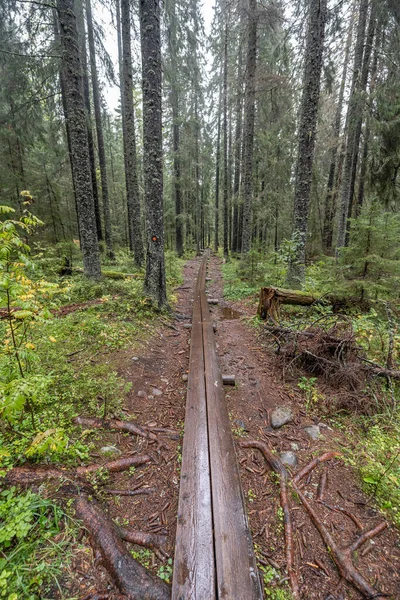 Trilha Pedestre Madeira Floresta Entre Árvores Parque Nacional Skuleskogen Suécia — Fotografia de Stock