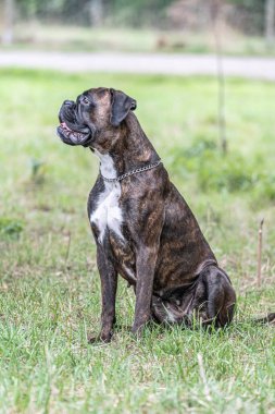 Güzel Alman Boksör Köpeği parkta yeşil tanelerin önünde oturuyor..