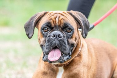 Güzel Alman Boksör Köpeği parkta yeşil tanelerin önünde oturuyor..