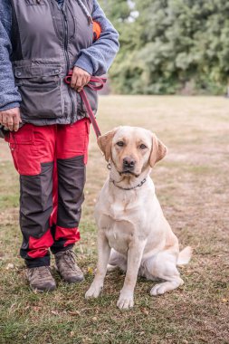 Şehir parkındaki portrede gülümseyen labrador köpeği. Gülümsüyor ve yukarı bakıyor..