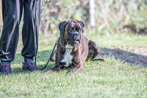 Красива Німецька Собака Боксер Сидить Перед Зеленим Фуа Парку Виглядає — стокове фото