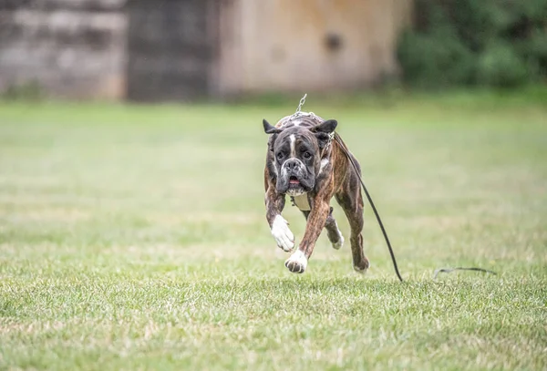 Боксерська Собака Біжить Зеленій Траві Літній Газон Відкритий Парк Прогулянки — стокове фото