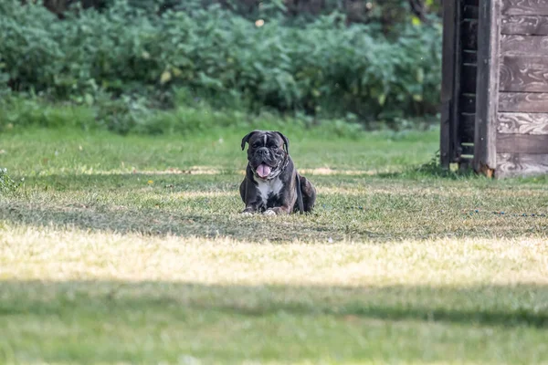 美しいドイツのボクサー犬はかわいい見える公園のグリーンアグラの前に座っています — ストック写真