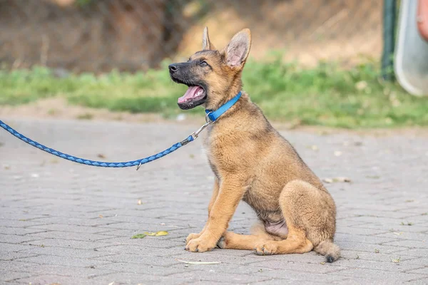 Cute Brown German Shepherd Dog Baby Puppy Looks Closely Owner — Stock Photo, Image