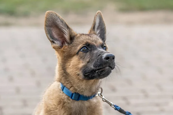かわいい茶色のドイツの羊飼いの犬の子犬は飼い主をよく見ています — ストック写真