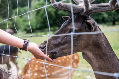 Alman Reh, Kitz ya da Rehkitz Capreolus 'taki Vahşi Yaşam Geyiği Fawn Gras' da yürürken yaklaş..