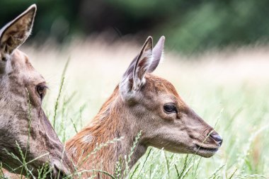 Alman Reh, Kitz ya da Rehkitz Capreolus 'taki Vahşi Yaşam Geyiği Fawn Gras' da yürürken yaklaş..