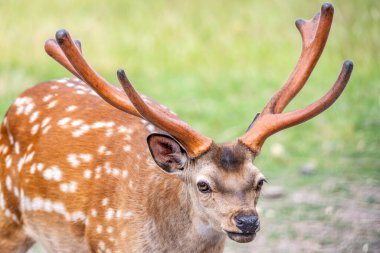 Alman Reh, Kitz ya da Rehkitz Capreolus 'taki Vahşi Yaşam Geyiği Fawn Gras' da yürürken yaklaş..
