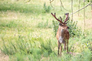 Alman Reh, Kitz ya da Rehkitz Capreolus 'taki Vahşi Yaşam Geyiği Fawn Gras' da yürürken yaklaş..