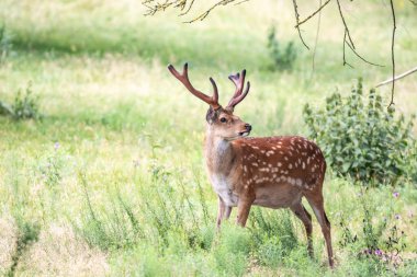 Alman Reh, Kitz ya da Rehkitz Capreolus 'taki Vahşi Yaşam Geyiği Fawn Gras' da yürürken yaklaş..