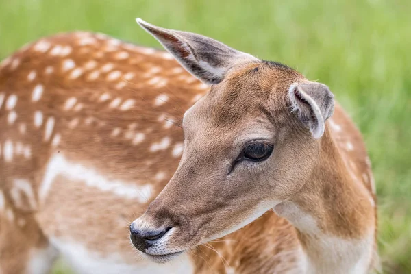 Wildlife Deer Fawn Tyska Reh Kitz Eller Rehkitz Capreolus Capreolus — Stockfoto