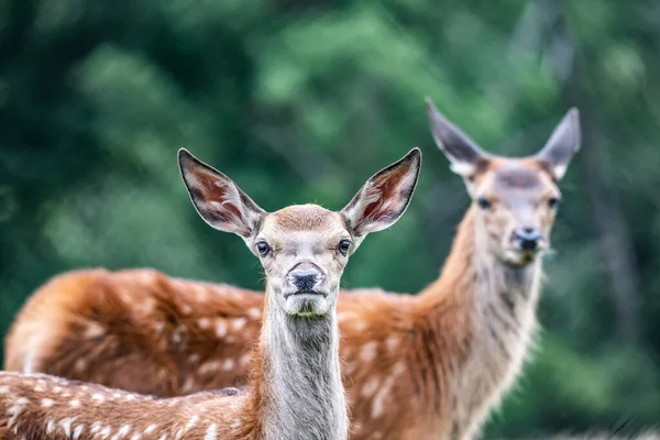 Wildlife Deer Fawn Het Duits Reh Kitz Rehkitz Capreolus Capreolus — Stockfoto
