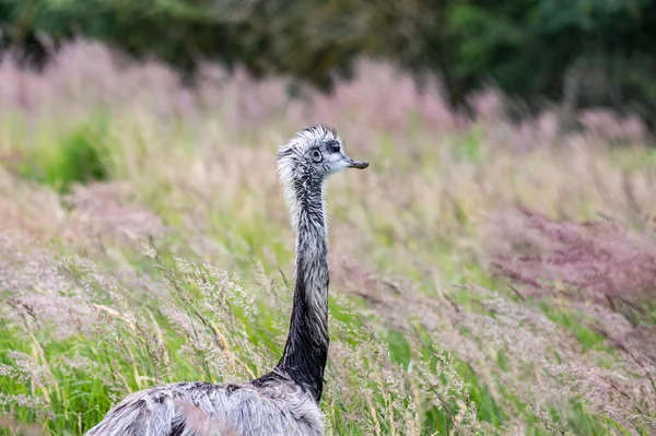 Austrailian Wildlife Emu Dromaius Novaehollandiae Zbliżenie Portret Chodzenie Trawie Krzewu — Zdjęcie stockowe