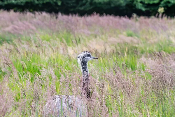 Austrailian Wildlife Emu Dromaius Novaehollandiae Close Portret Wandelen Bush Gras — Stockfoto