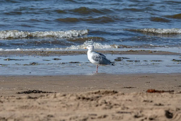 Seagull Stands Ocean Beach Sand Morning Light Sweden Melbystrand — Stock Photo, Image