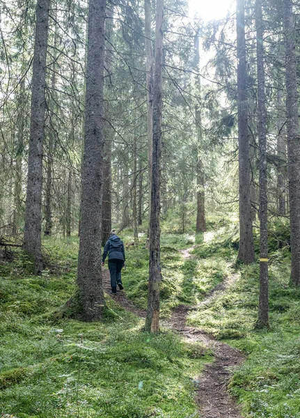 ダルランドのラグナーデスカ湖でハイキング スウェーデンの美しい自然林ピンセット スウェーデン語 — ストック写真