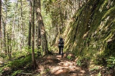 Güzel bir günde La Mauricie Ulusal Parkı Quebec 'te gölün yanındaki ormanda yürüyüş yapan bir kız..