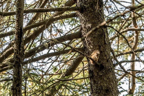 American Red Squirrel Tamiasciurus Hudsonicus Pine Squirrel Chickaree Scavenges Trail — Stock Photo, Image