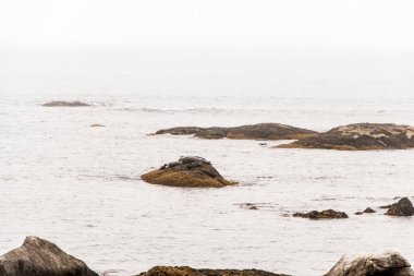 Kejimkujik Ulusal Parkı 'nın sahil şeridi, Nova Scotia, Kanada' da sabah sisinde sahilde fok avlıyor..