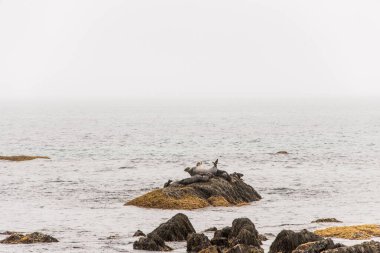 Kejimkujik Ulusal Parkı 'nın sahil şeridi, Nova Scotia, Kanada' da sabah sisinde sahilde fok avlıyor..