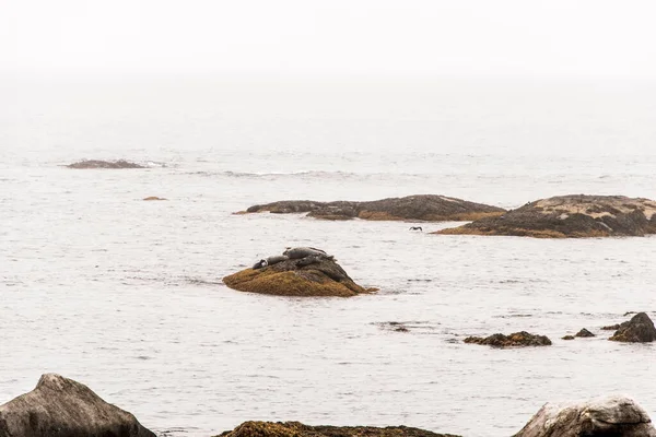 Robben Strand Morgennebel Kejimkujik National Park Seaside Nova Scotia Kanada — Stockfoto