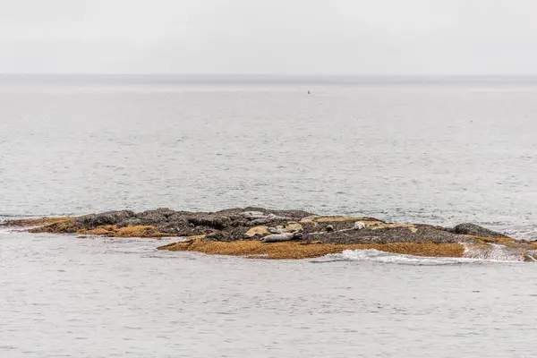 Экспозиция Дикой Природы Тюленей Пляже Утреннем Тумане Национальном Парке Кедзимодзи — стоковое фото