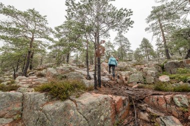 İsveç 'in kuzeyindeki Skuleskogen Ulusal Parkı' ndaki ağaçlar arasında ormanda yürüyüş yolu. Hoga Kusten.