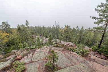 İsveç 'in kuzeyindeki Skuleskogen Ulusal Parkı' ndaki ağaçlar arasında ormanda yürüyüş yolu. Hoga Kusten.