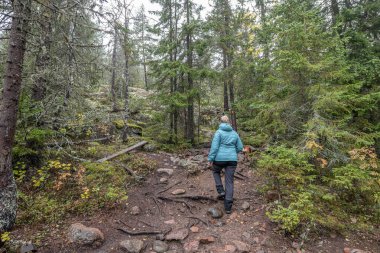 İsveç 'in kuzeyindeki Skuleskogen Ulusal Parkı' ndaki ağaçlar arasında ormanda yürüyüş yolu. Hoga Kusten.
