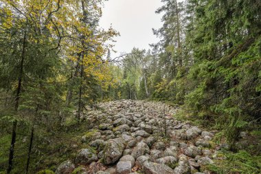İsveç 'in kuzeyindeki Skuleskogen Ulusal Parkı' ndaki ağaçlar arasında ormanda yürüyüş yolu. Hoga Kusten.