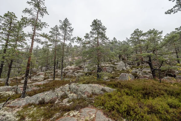 İsveç 'in kuzeyindeki Skuleskogen Ulusal Parkı' ndaki ağaçlar arasında ormanda yürüyüş yolu. Hoga Kusten.