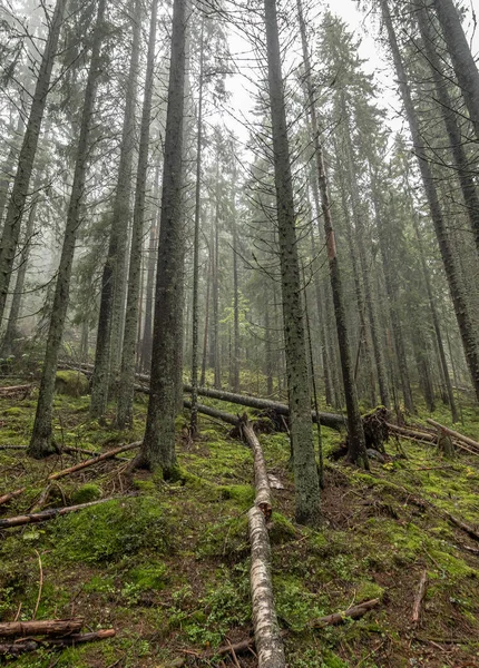 Jalan Setapak Kayu Hutan Antara Pohon Taman Nasional Skuleskogen Swedia — Stok Foto