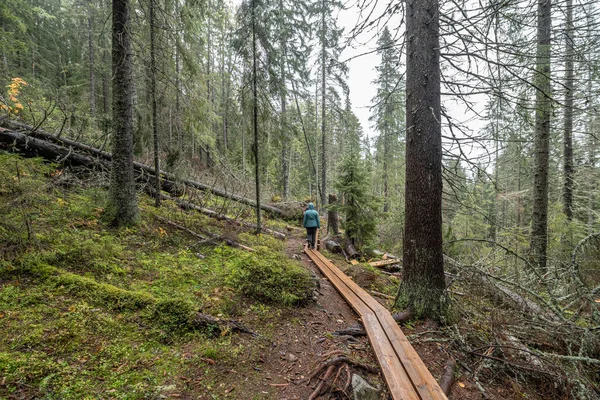 Sentier Randonnée Bois Dans Forêt Entre Les Arbres Dans Parc — Photo