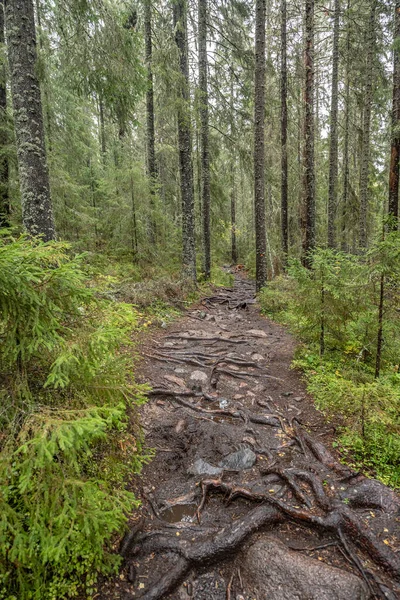 Sentier Pédestre Dans Forêt Entre Les Arbres Dans Parc National — Photo