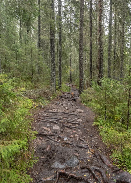 Hiking Footpath Forest Trees Skuleskogen National Park Sweden Northern Europe — Stok Foto