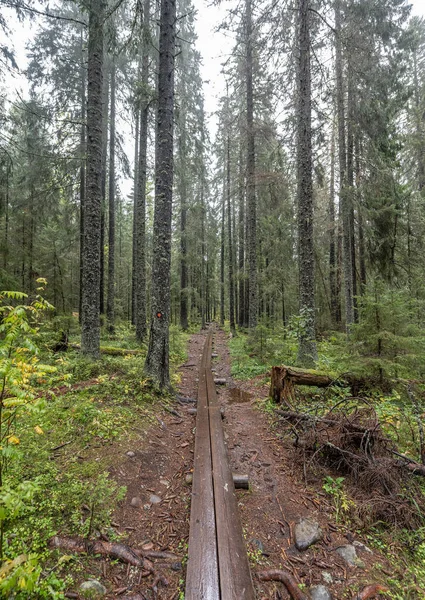 Sentier Randonnée Bois Dans Forêt Entre Les Arbres Dans Parc — Photo