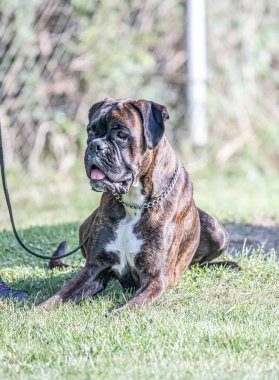 Güzel Alman Boksör Köpeği parkta yeşil tanelerin önünde oturuyor..