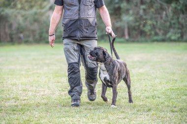 Boksör köpeği köpek itaat kursu sırasında sahibinin bacaklarının yanında antrenman yapıyor..