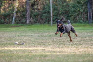 Genç siyah Rottweiler köpek koruma sporu ve polis eğitimi alıyor..