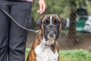 Güzel Alman Boksör Köpeği parkta yeşil tanelerin önünde oturuyor..