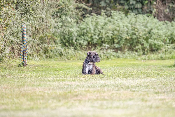 Krásný Německý Boxer Pes Sedí Před Zelenými Gras Parku Vypadá — Stock fotografie