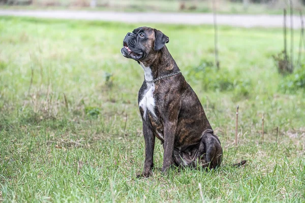 Beautiful German Boxer Dog Sitting Front Green Gras Park Looking — Stock Photo, Image