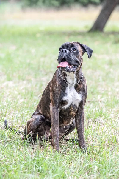 Cão Boxer Alemão Bonito Sentado Frente Gras Verde Parque Bonito — Fotografia de Stock