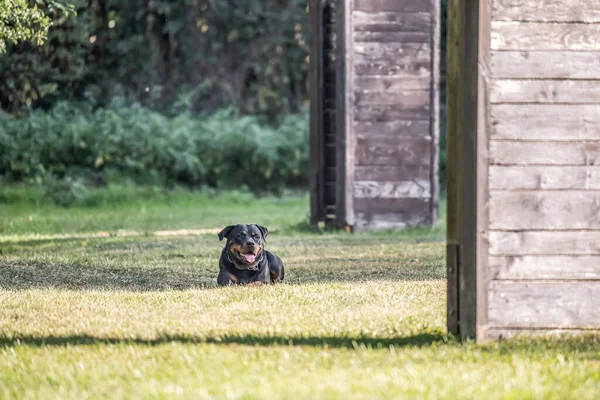 Молода Чорна Ротвейлер Собака Тренування Захисту Спорту Поліції — стокове фото