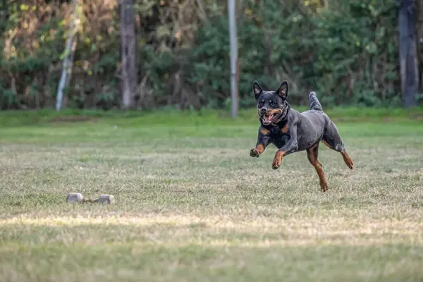 young black rottweiler dog training for protection sport and police.
